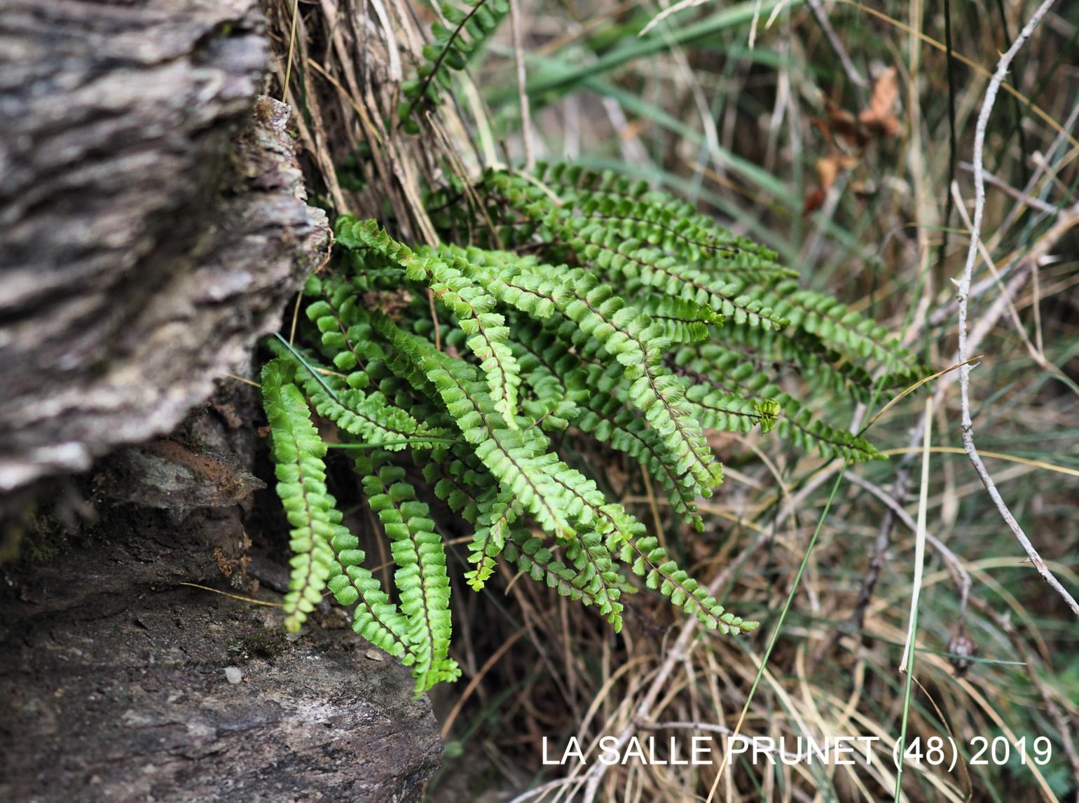 Spleenwort, Maidenhair